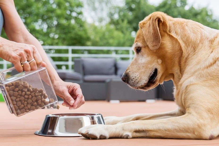 Корм для великих собак: що важливо знати кожному власнику